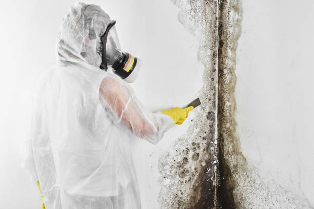 Best Mold Remediation for Specific Building Types in Tracy, CA