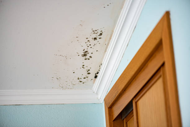 Best Mold Testing and Inspection Services in Tracy, CA