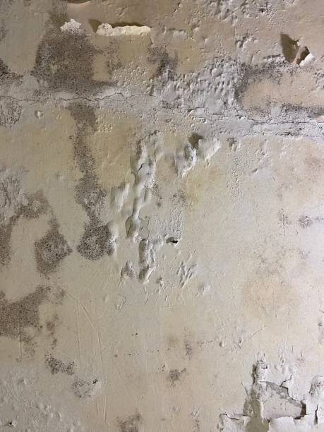Best Localized Mold Remediation (e.g., coastal areas, humid climates) in Tracy, CA