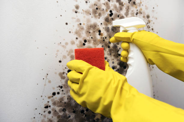 Best Residential Mold Remediation in Tracy, CA