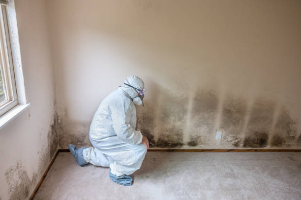 Best Mold Remediation for Schools in Tracy, CA