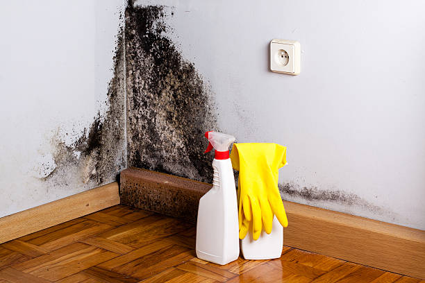 Best White Mold Remediation in Tracy, CA