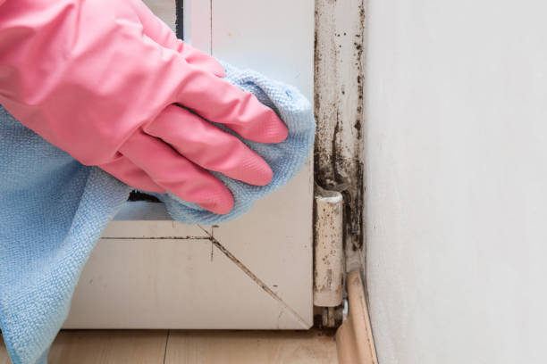 Best Commercial Mold Remediation in Tracy, CA