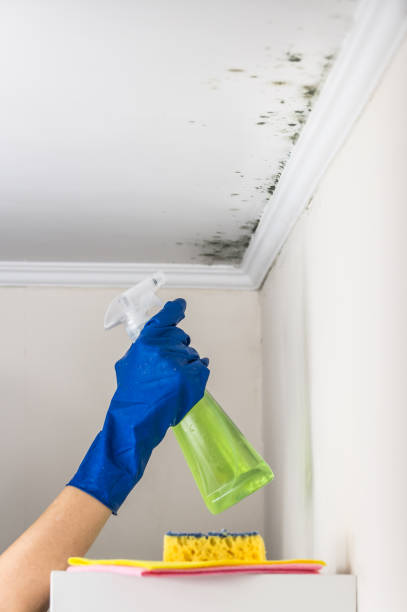 Best Kitchen Mold Remediation in Tracy, CA